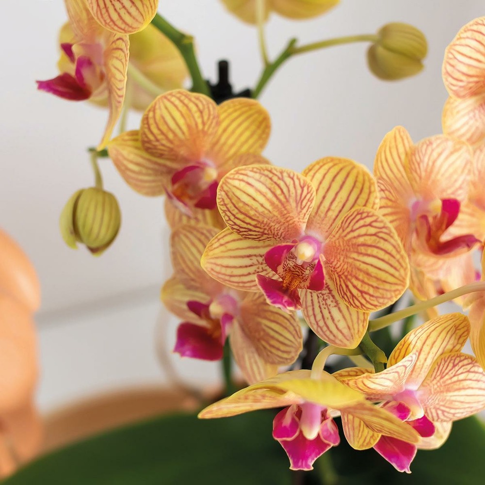 Plante d'intérieur - orchidée phalaenopsis orange et son cache-pot pêche 35cm