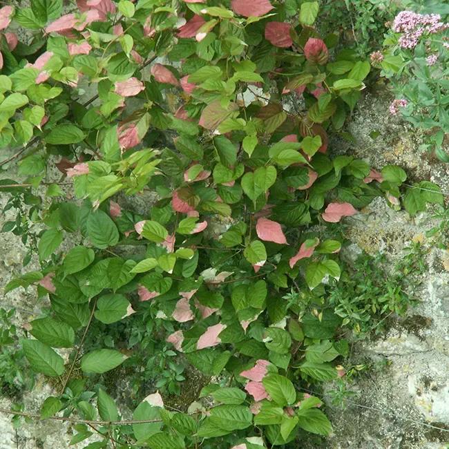 Actinidia kolomikta - actinidia kolomikta 3l