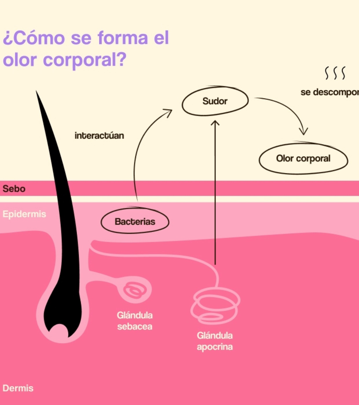 Freshly Cosmetics - Desodorante natural sem alumínio