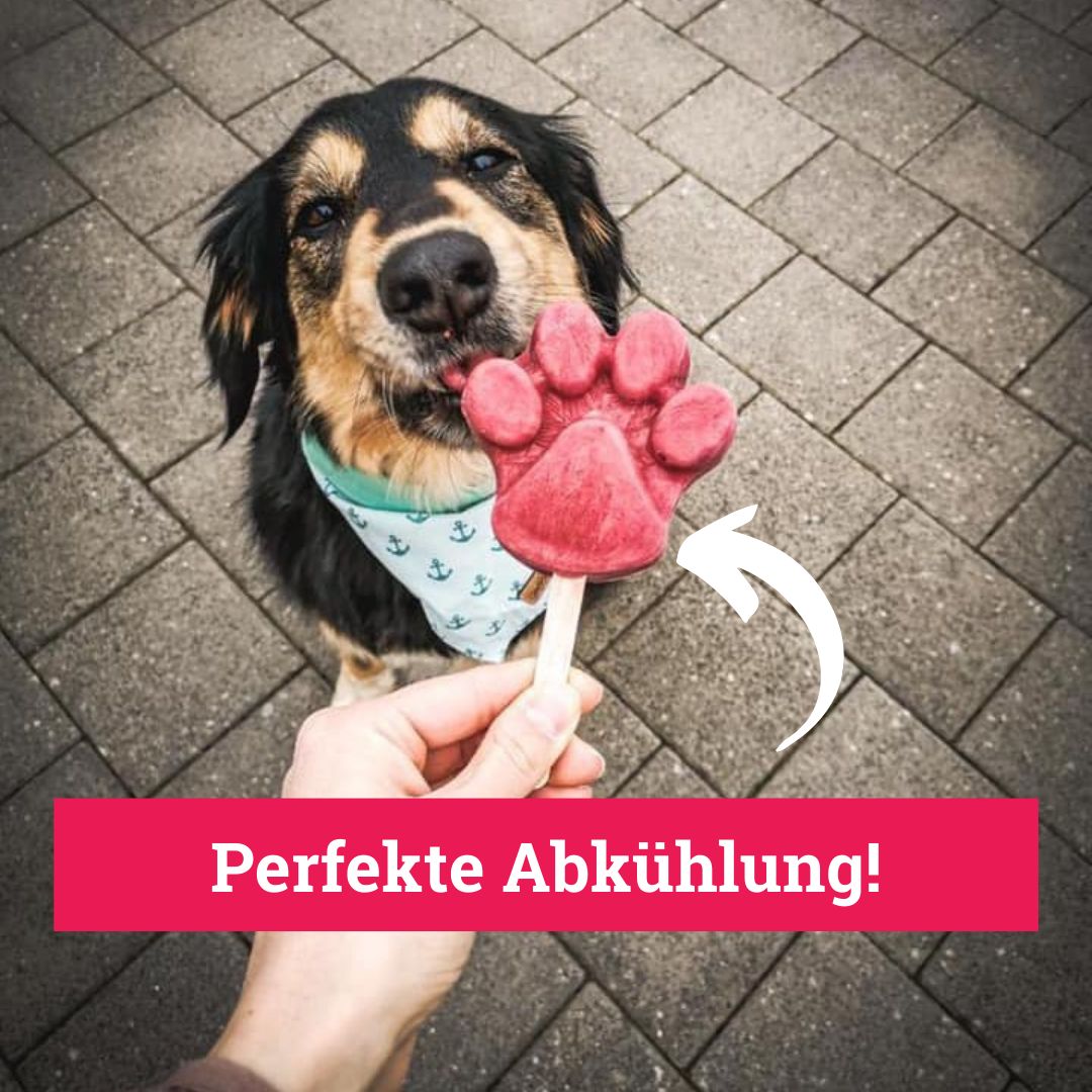 BeG Buddy Eis für Hunde, Eispulver Blaubeere