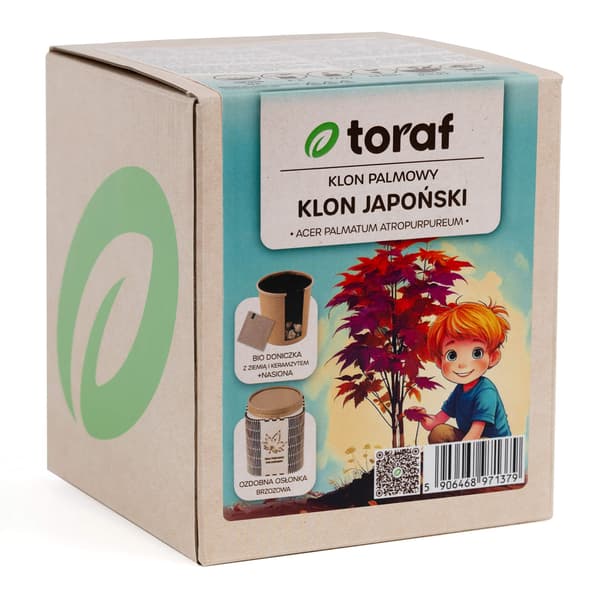 Japansk lønn frøsett og potte - dyrk et praktfullt prydtre