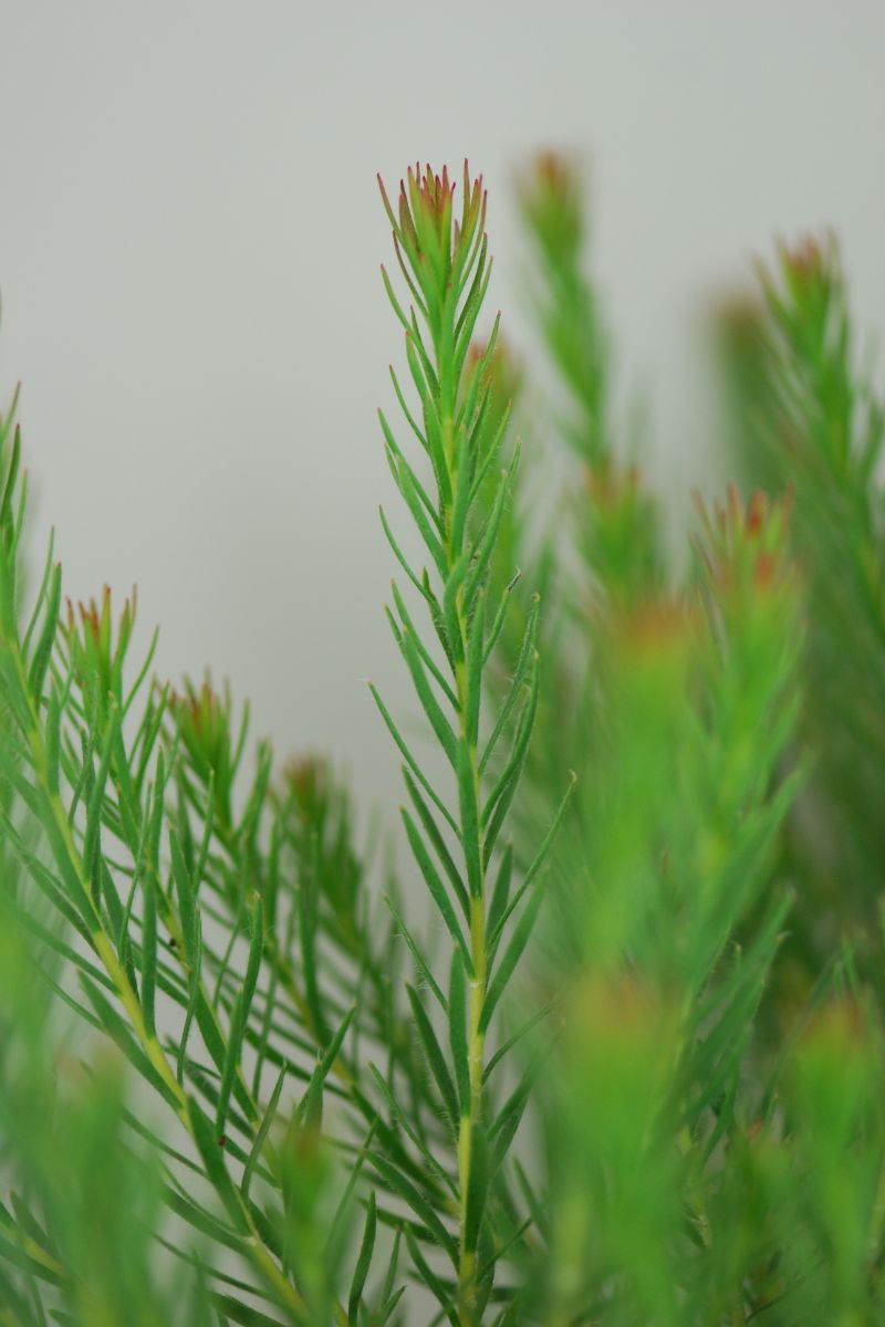 Leucadendron lanigerum 'jubilee crown' - 3l