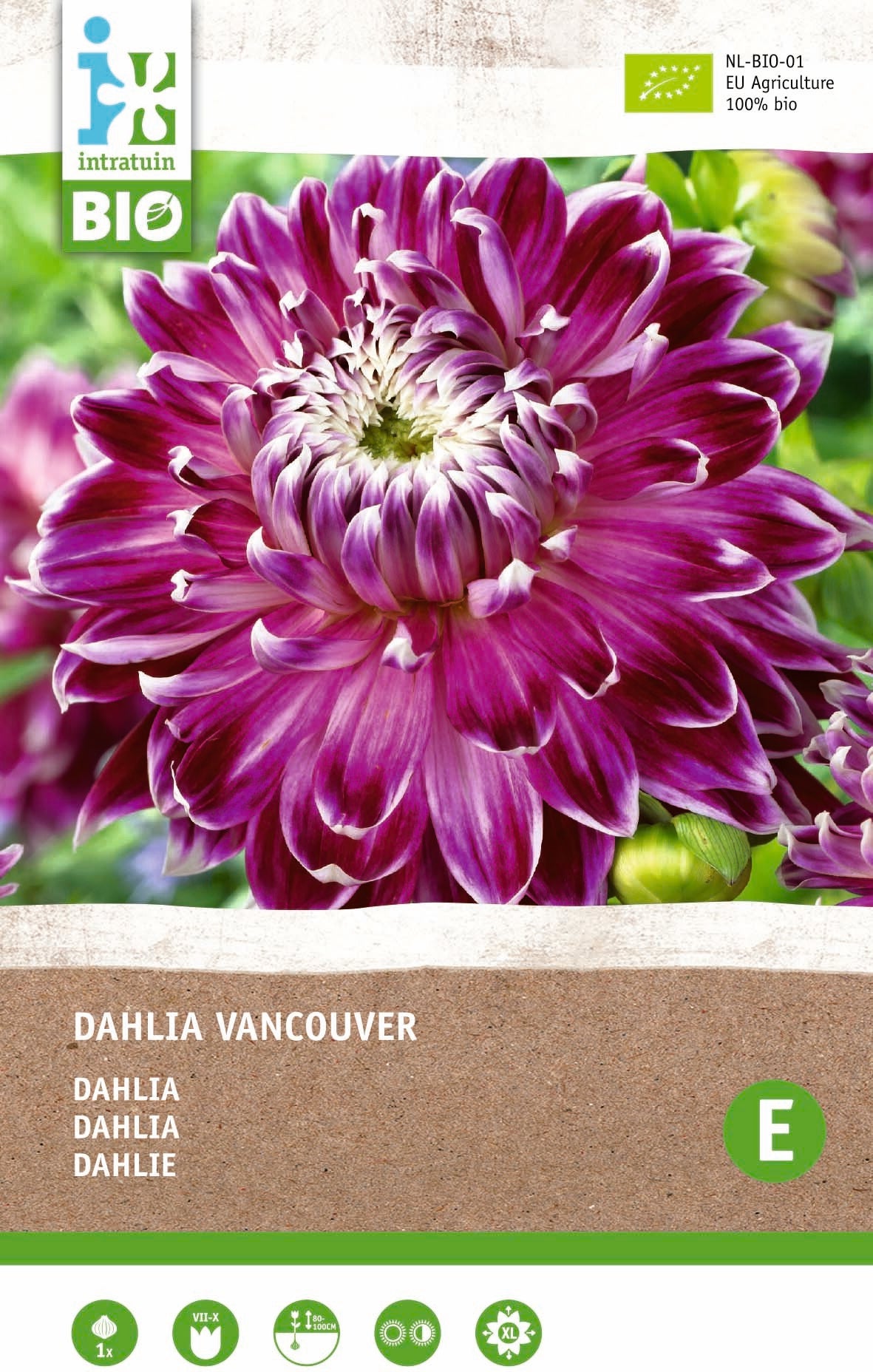 Intratuin Biologische Dahlia knol (Dahlia 'Vancouver')