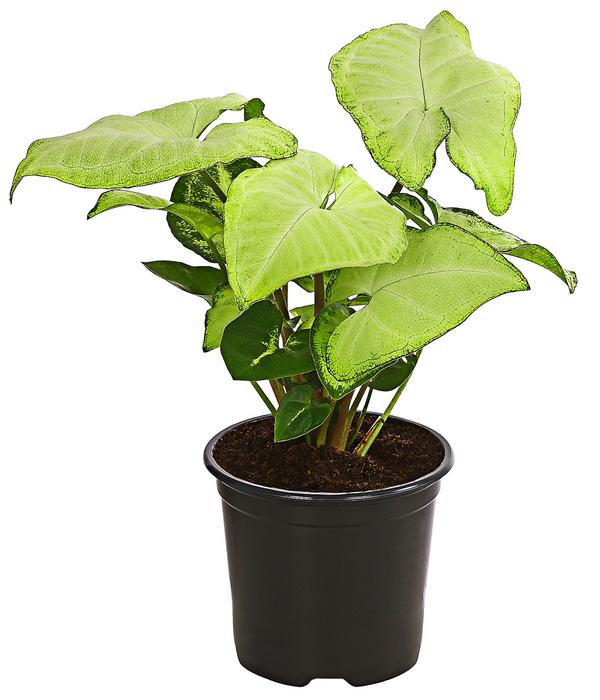 Purpurtute - Syngonium cultivars 'White