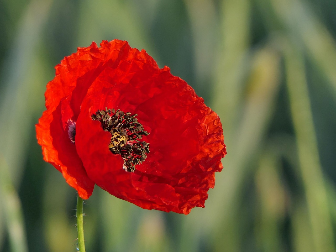 Sachet de graines de coquelicot rouge (pavot des moissons) - sachet de 0,5 grammes - petite entreprise française - made in france