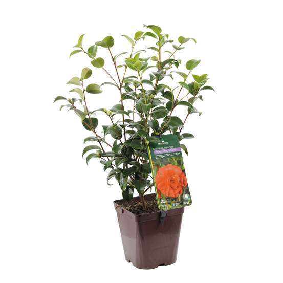 Camellia japonica 'Tom Knudsen ': H. 40/50 cm ctr 3L