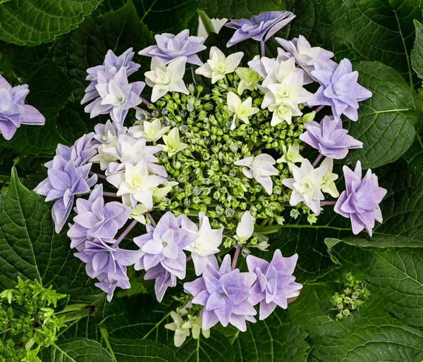 Hortensie - Hydrangea macrophylla 'Floria'