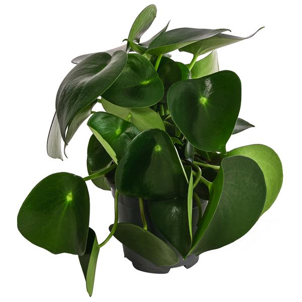 Peperomie - Peperomia polybotrya 'Raindrop'