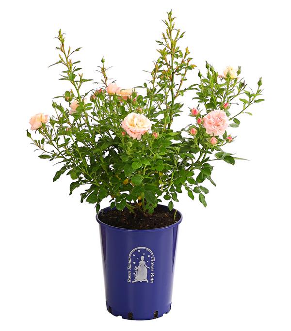 Beetrose 'Flower Rain®', verschiedene Farben