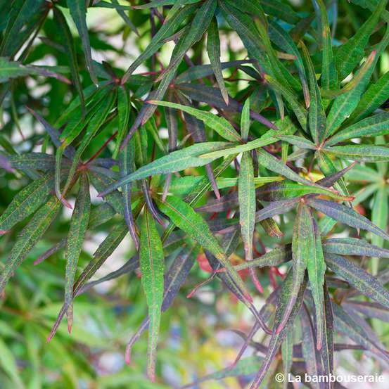 Acer palmatum ‘Atrolineare’ C3L h.40/60cm