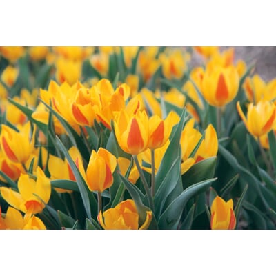 Blumenzwiebeln Afghanische Wildtulpe