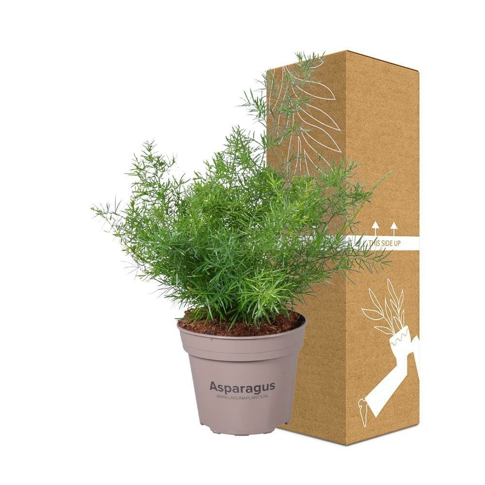 Plante d'intérieur - asparagus 'sprengeri' 45.0cm
