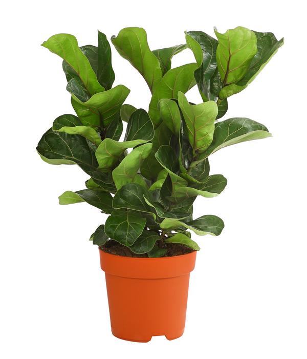 Geigenfeige - Ficus lyrata 'Bambino',