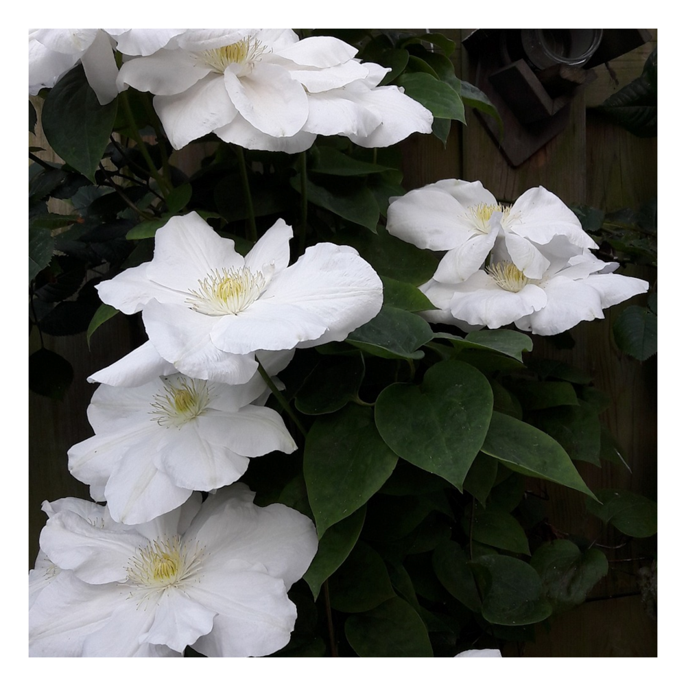 Clématite halina noll/clematis halina noll[-]pot de 1,5l