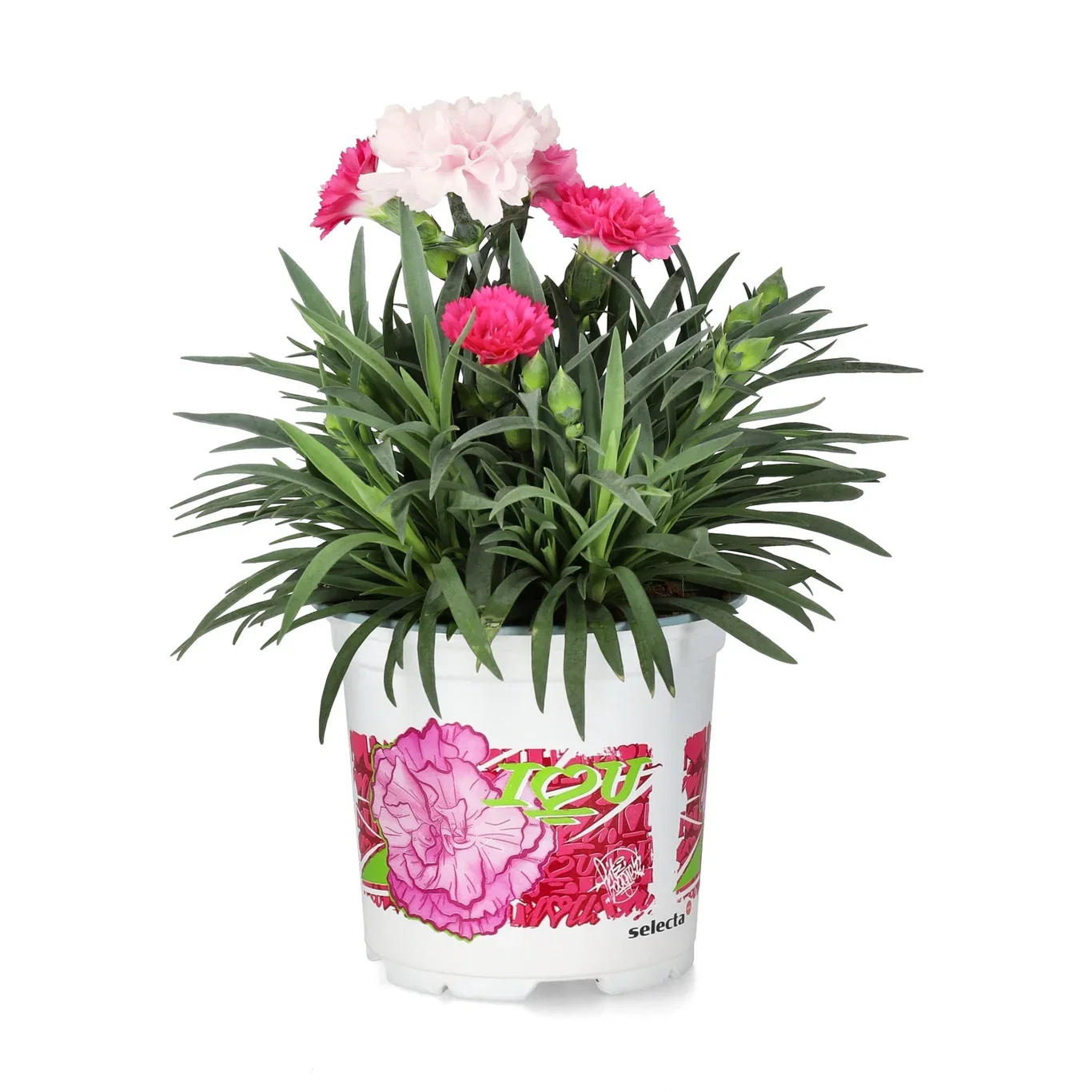 Dianthus I 'love you' 10,5 cm Hybridnellik 'I Love You' Ø10,5 cm