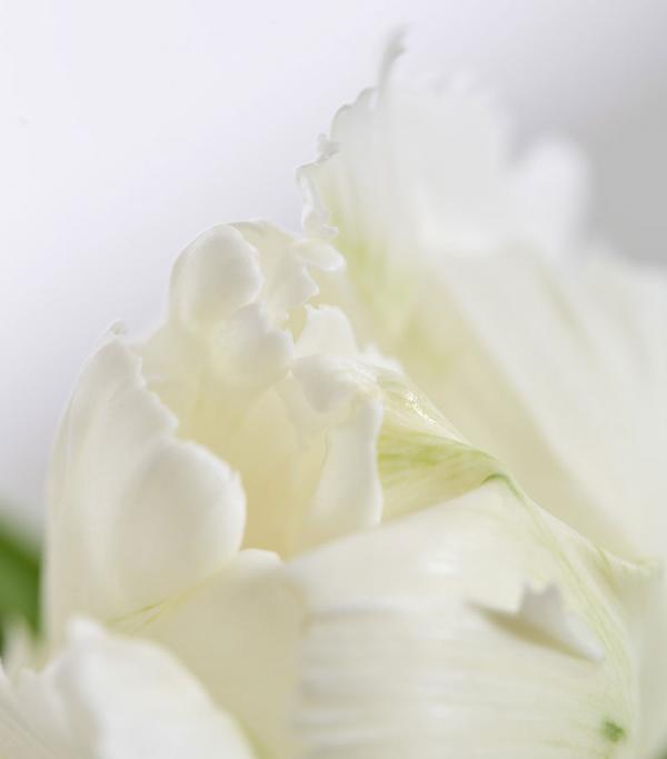Papageien-Tulpe