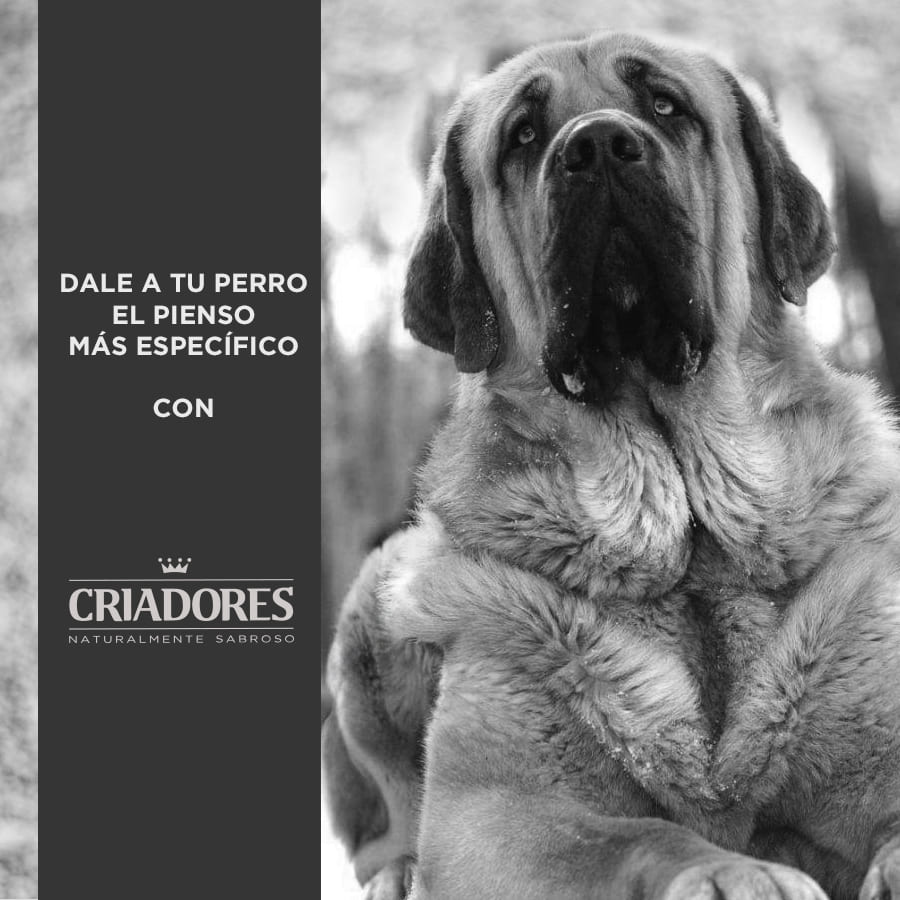 Ração Breeders Adult Light para cães de raças grandes e médias.