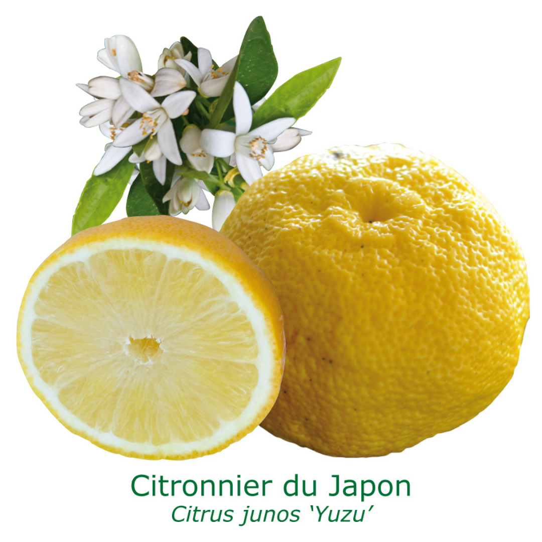 Citronnier yuzu du japon tailles:pot rond de 5 litres, hauteur 60/80 cm