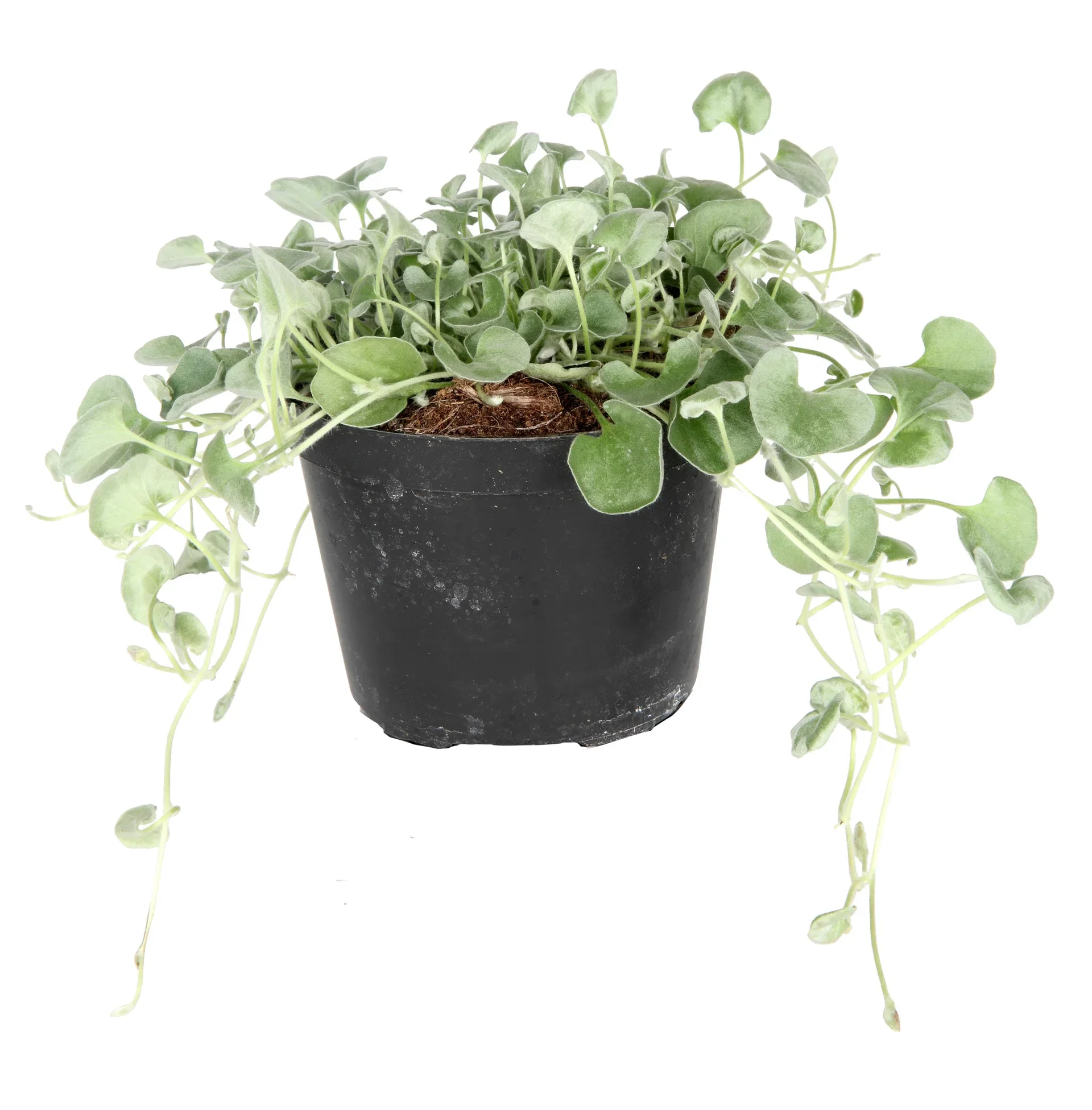 Dichondra 'Silverfall' 12 cm Dichondra 'Silverfall' Ø12 cm