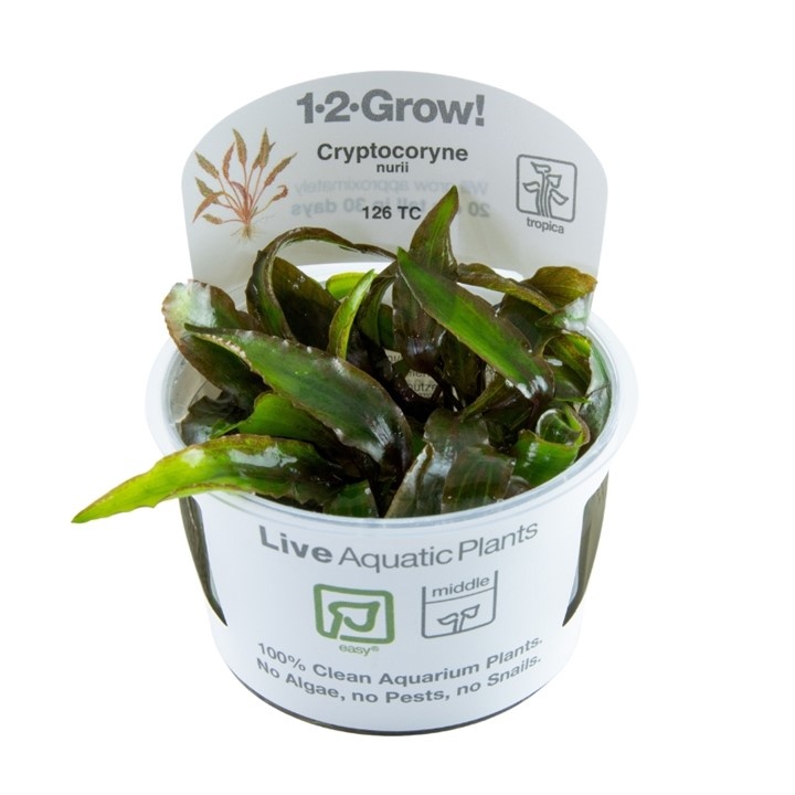 Waterplant Cryptocoryne Nurii
