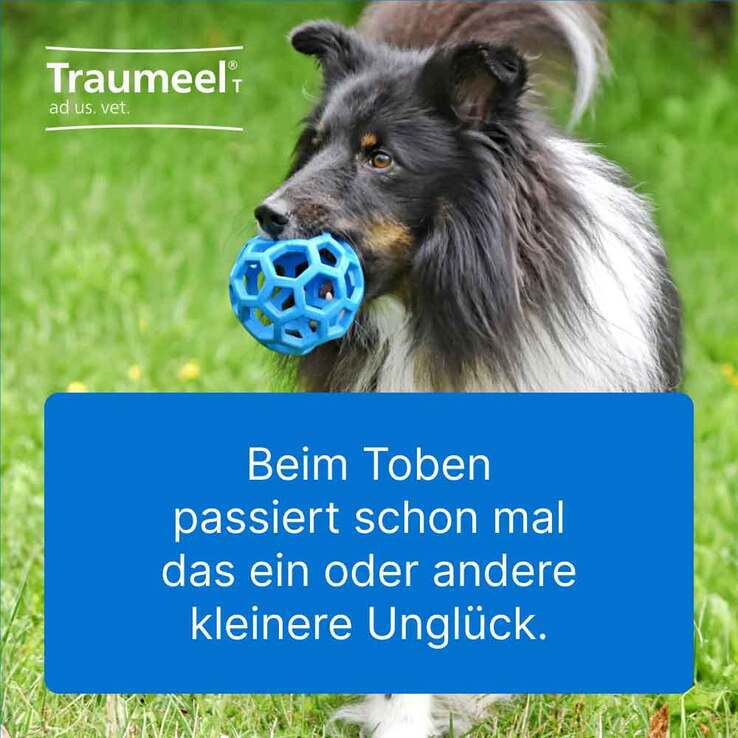 Traumeel T ad us. vet. Tabletten für Hund und Katze, 2x500 St