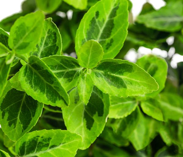 Kriech-Spindelstrauch 'Emerald'n Gold'