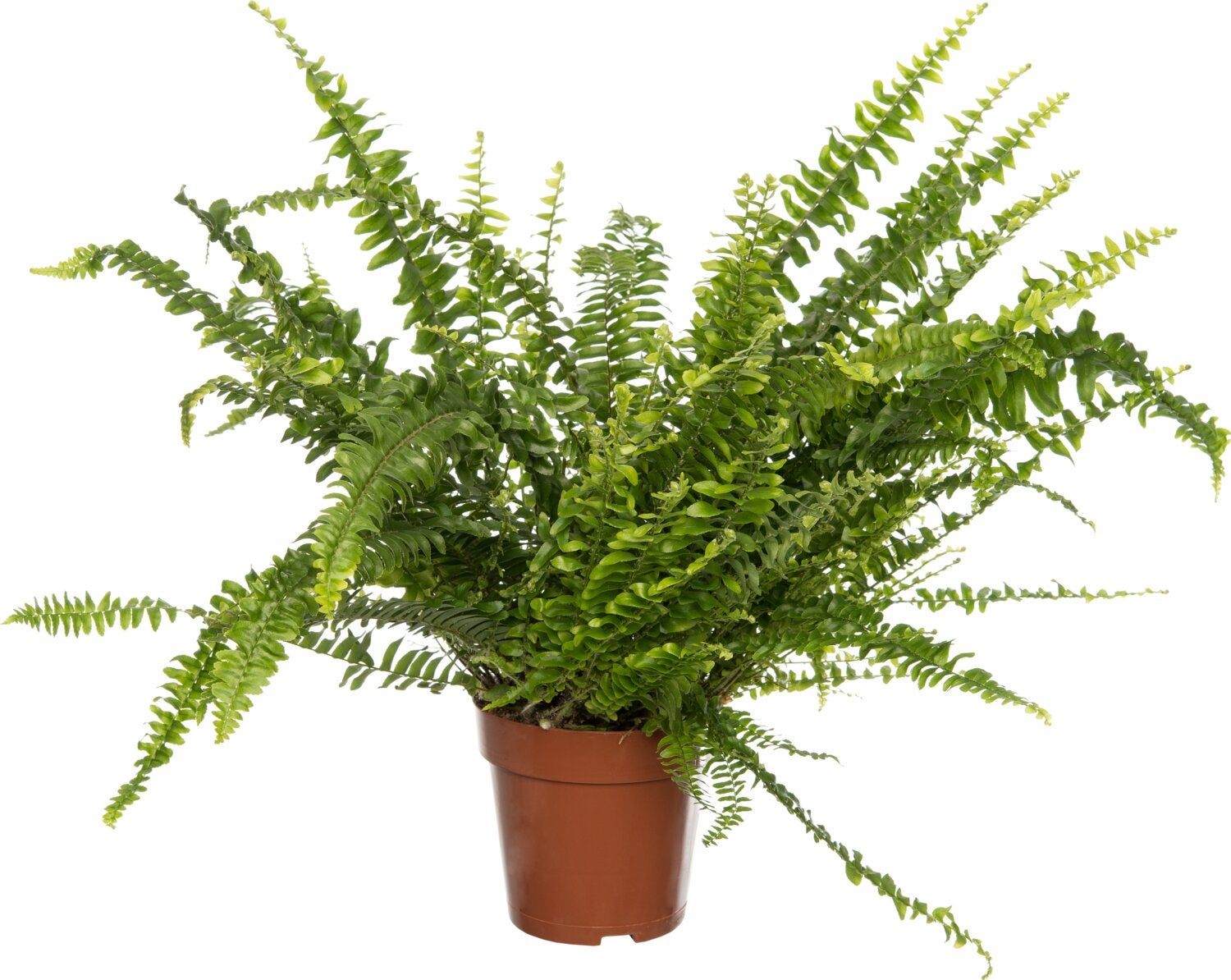 Krulvaren (Nephrolepis exaltata 'Green Lady') D 12 H 35 cm