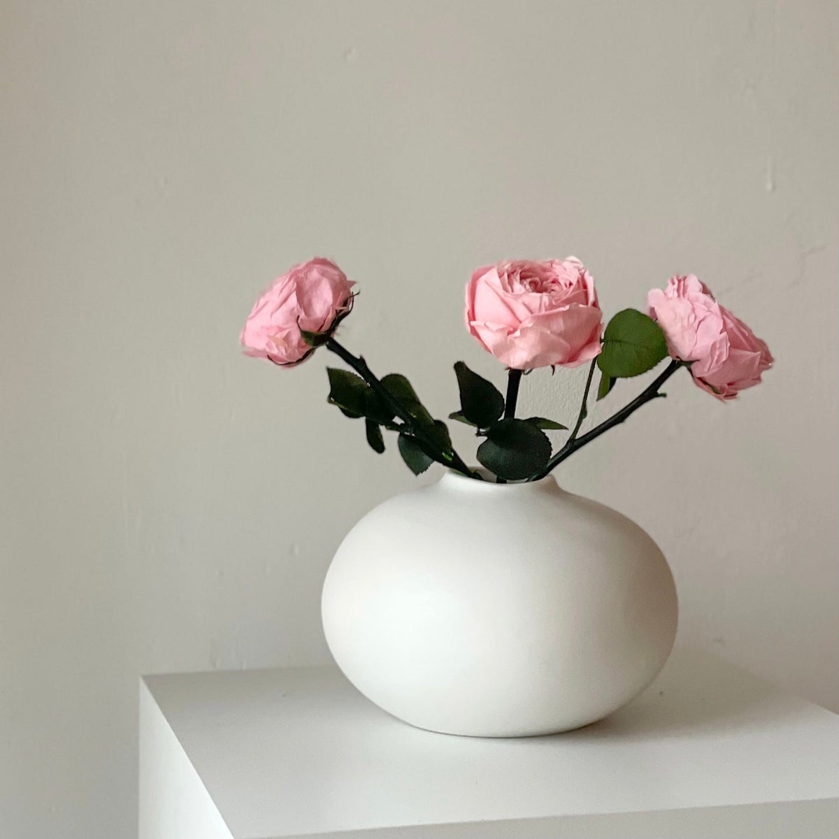Geconserveerde/gevriesdroogde Engelse rozen: Tijdloze elegantie voor de eeuwigheid - 3 stuks