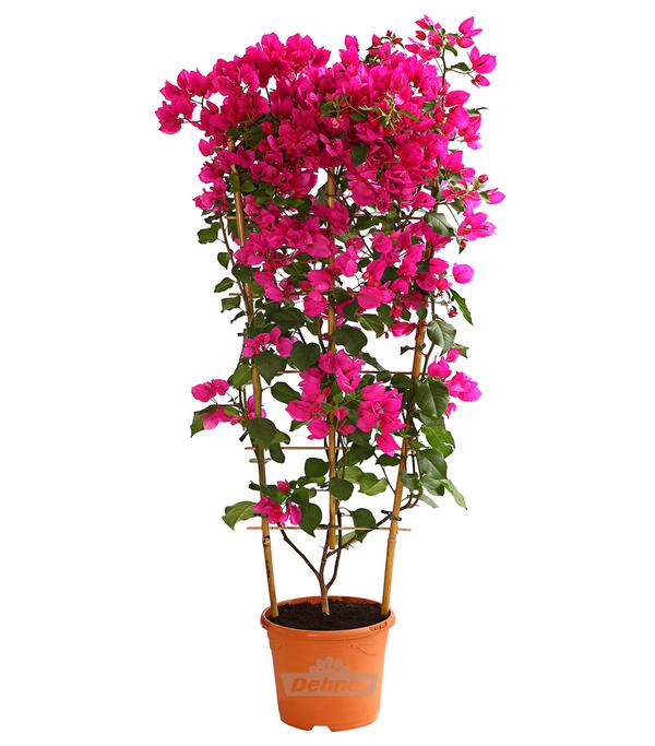 Drillingsblume 'Renate', Spalier