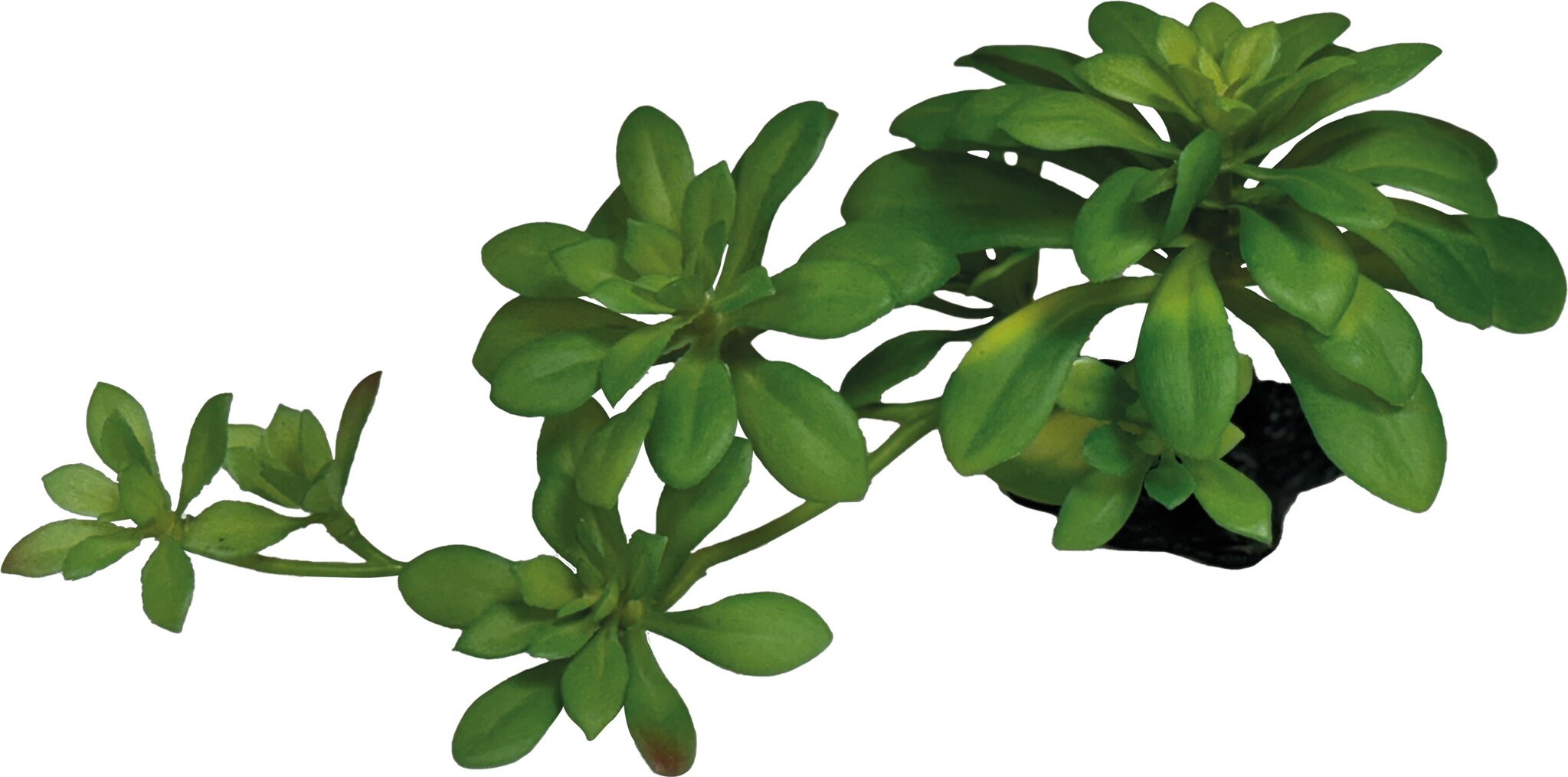 Repto Terrarium Kunstplant Succulent Green XL