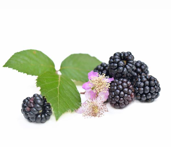 Himbeer-Brombeer-Set Beerentöne, 4-teilig