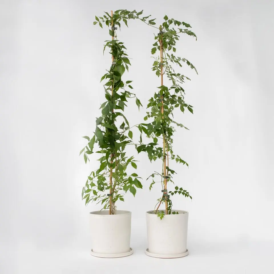 Trompetbloem - Set van 2 - Campis radicans 'Flava' - Hoogte 110-120cm - ⌀17cm