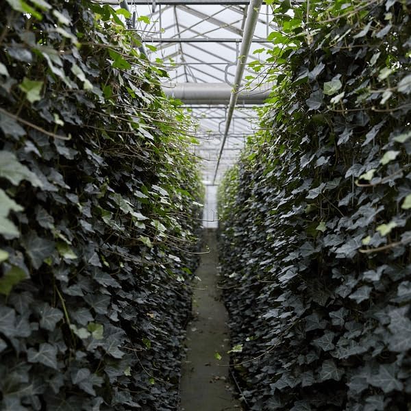 Hedera Hibernica – Efeu Fertighecke – Höhe ca. 180cm – Immergrüne Hecke – dichter Sichtschutz & sofortige Privatsphäre für Garten & Terrasse