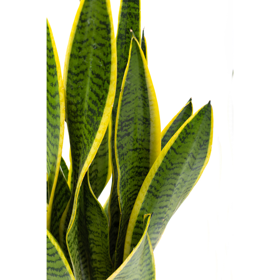 Sanseveria Laurentii - pot D17cm
