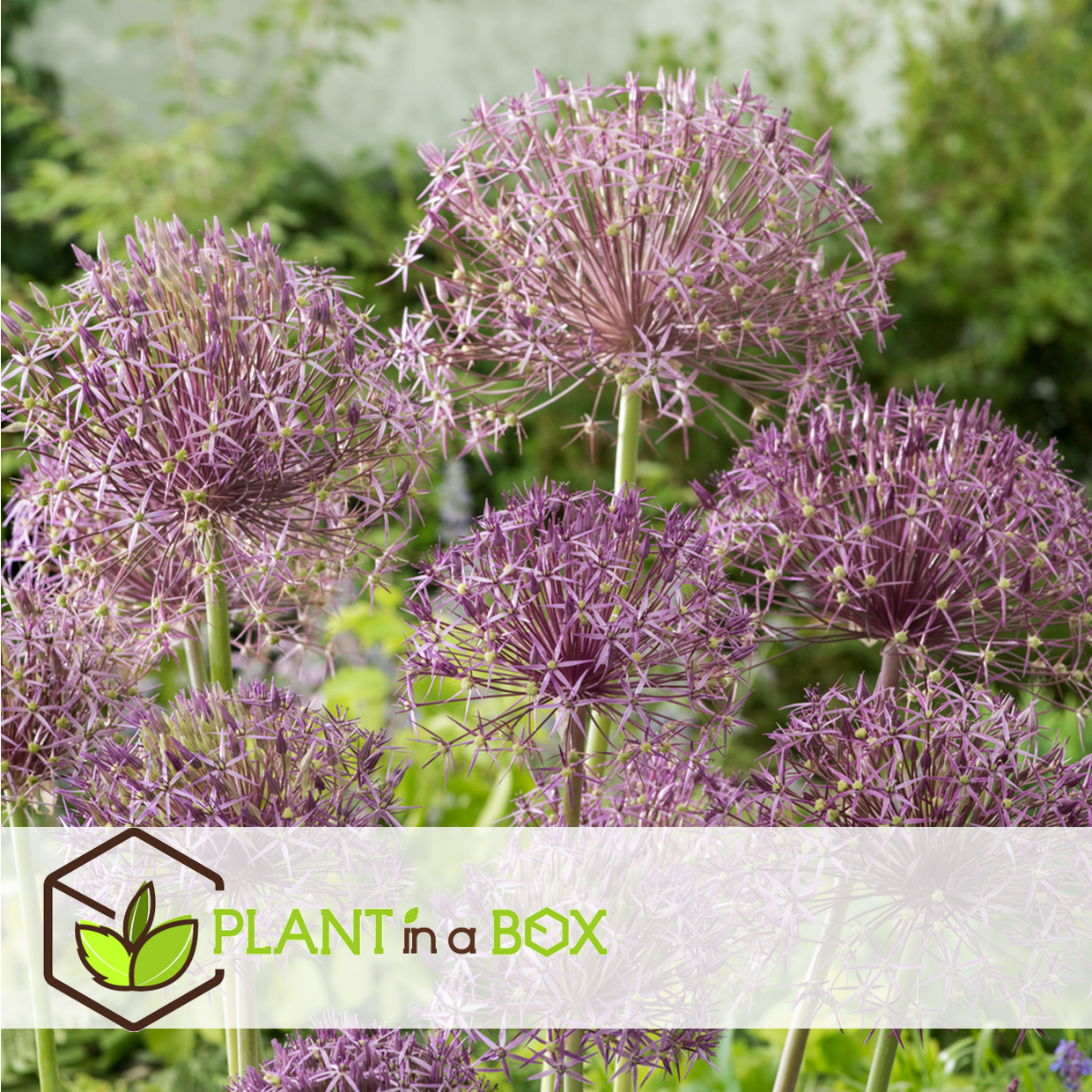 Allium christophii - bulbes de fleurs x15 - violet