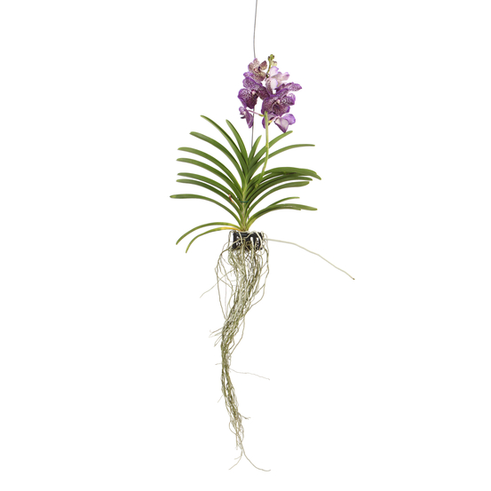 Orchidée Vanda