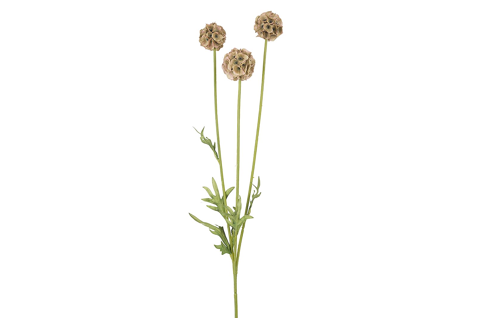Scabiosa stilkblomst Grønn og lys brun H60 cm