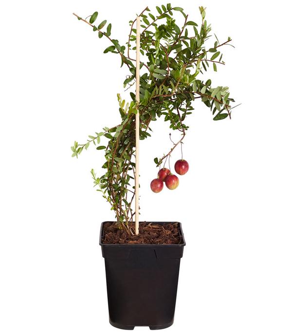 Cranberry 'Cranny'