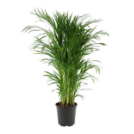 Aréca : H.100cm petit modèle pot