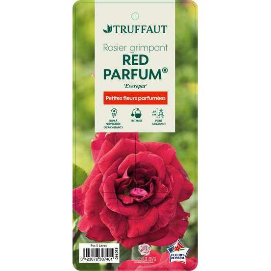 Rosier grimpant 'Red Parfum®' (Everepar) : pot de 5 litres