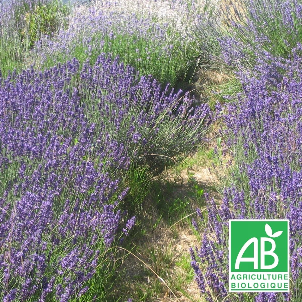 Lavandin grosso bio/lavandula x intermedia grosso[-]lot de 5 godets