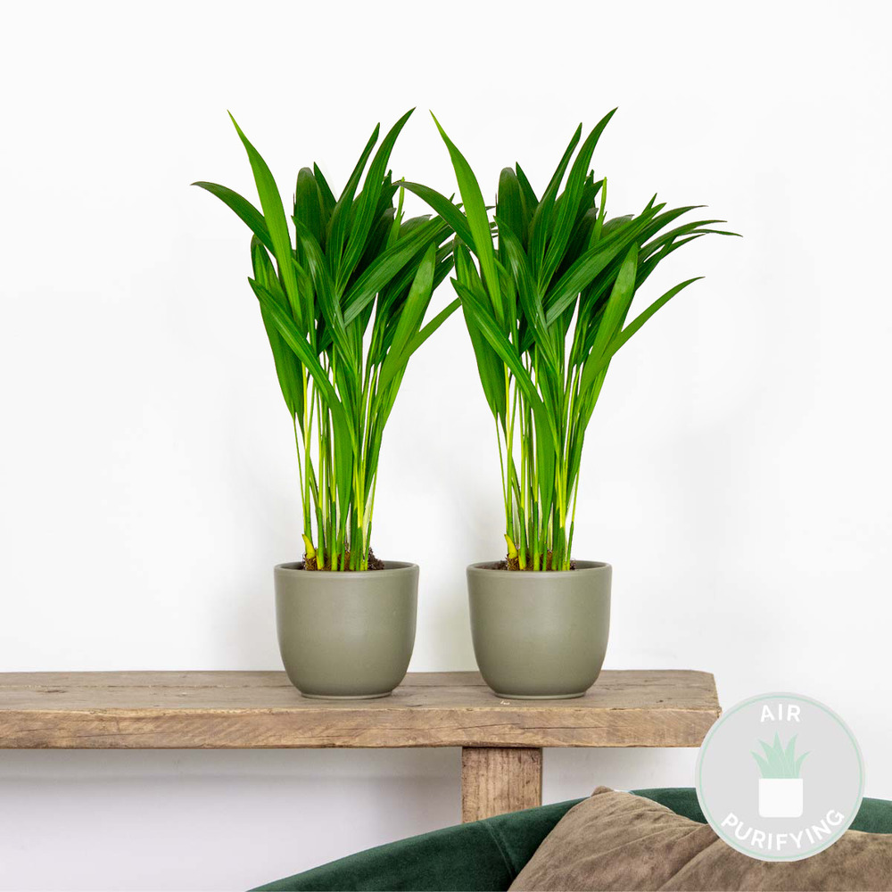 2x dypsis lutescens - palmier dorés - plante d'intérieur - entretien facile – ⌀10,5 cm - ↕25-30 cm