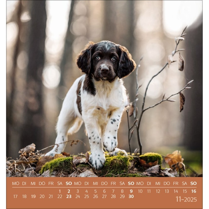 Postkartenkalender - 2025 - Hunde