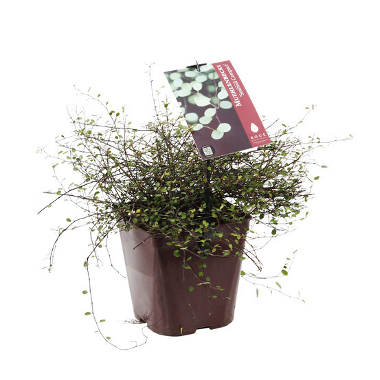 Muehlenbeckia : 3L