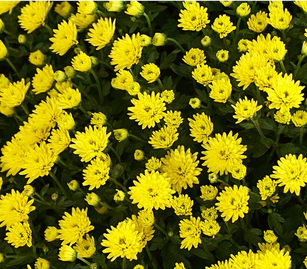 Herbst-Chrysantheme