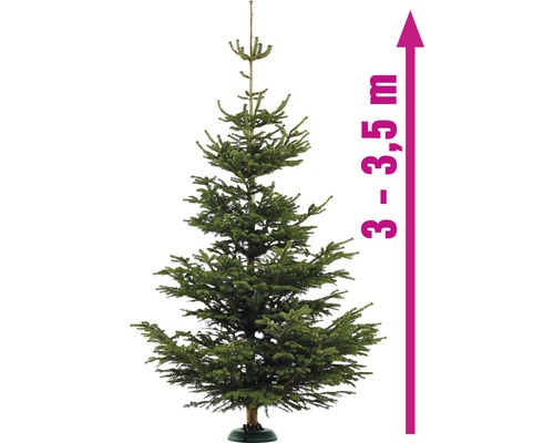 Nordmann spar XL 300-350 cm, gekapte kerstboom uit duurzame teelt
