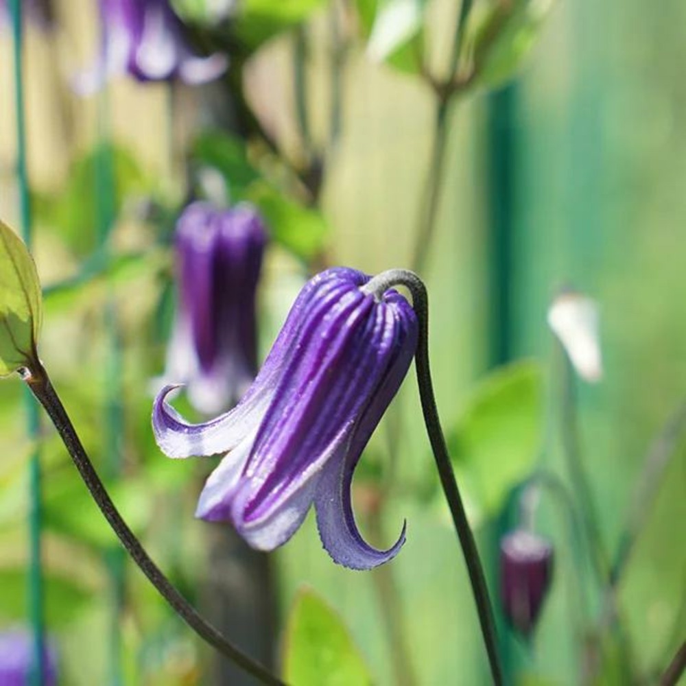 Clématite rooguchi clematis integrifolia 3l