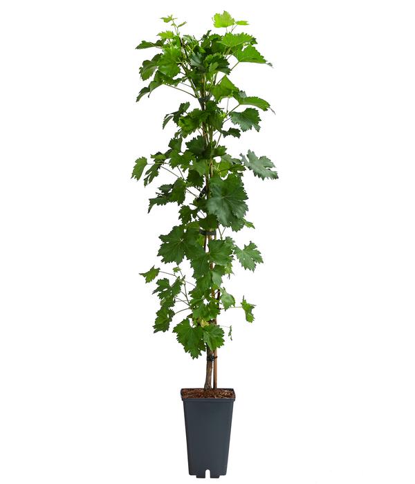 Tafeltraube 'Millenium®'
