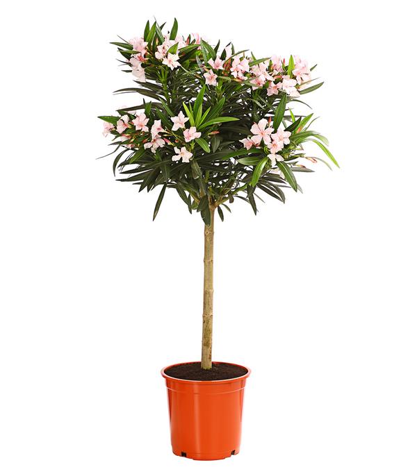 Oleander, Stämmchen, verschiedene Farben