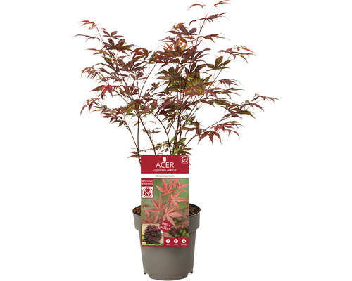 Rode Japanse esdoorn Acer palmatum 'Atropurpureum' H 30-40 cm D 15 cm